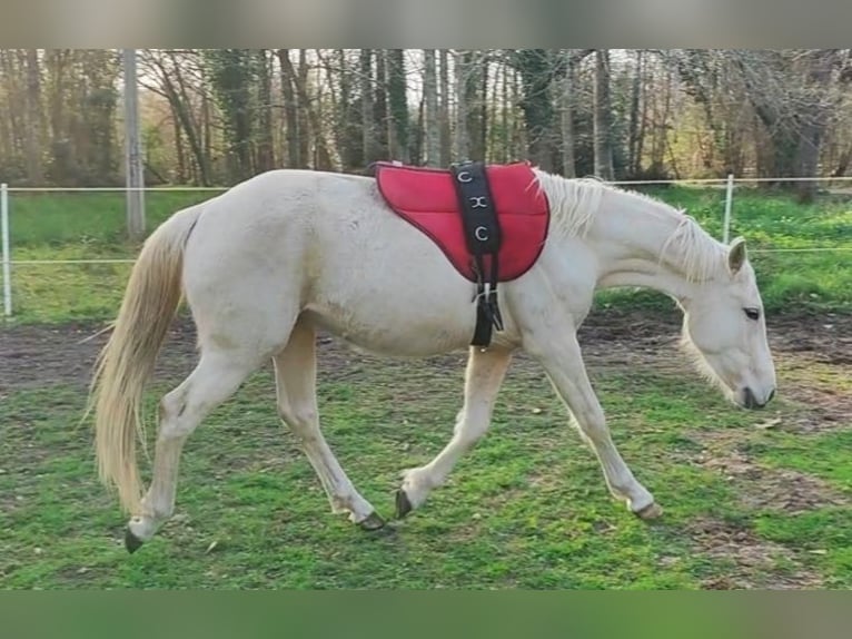 Otras razas Mestizo Caballo castrado 3 años 155 cm Palomino in Gironde