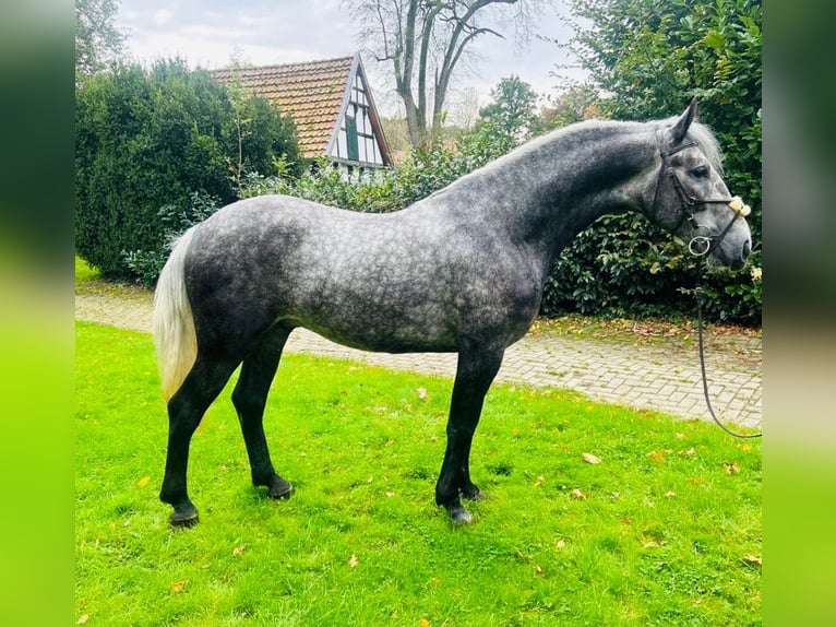 Otras razas Mestizo Caballo castrado 3 años 155 cm Tordo in Hagen am Teutoburger Wald