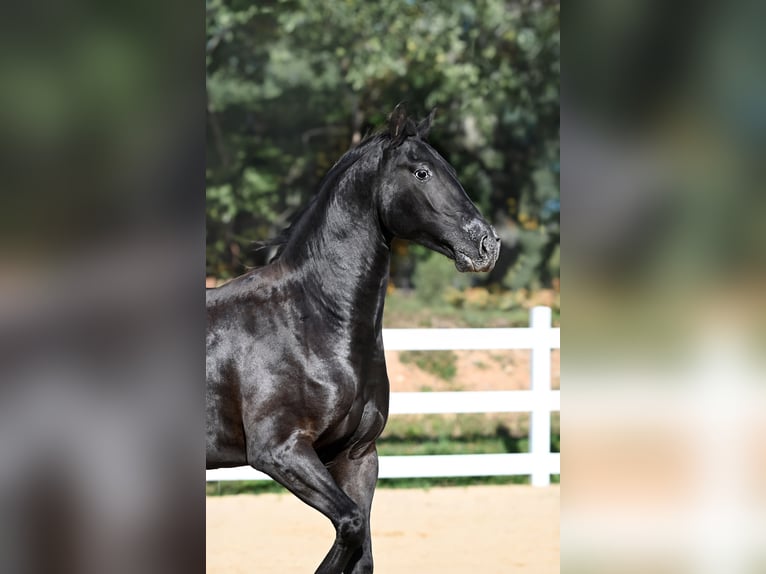 Otras razas Mestizo Caballo castrado 3 años 156 cm Castaño oscuro in Jovariškės