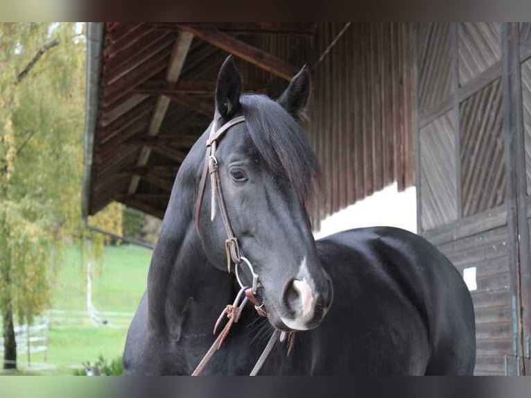 Otras razas Caballo castrado 3 años 156 cm Morcillo in HannoverHannover