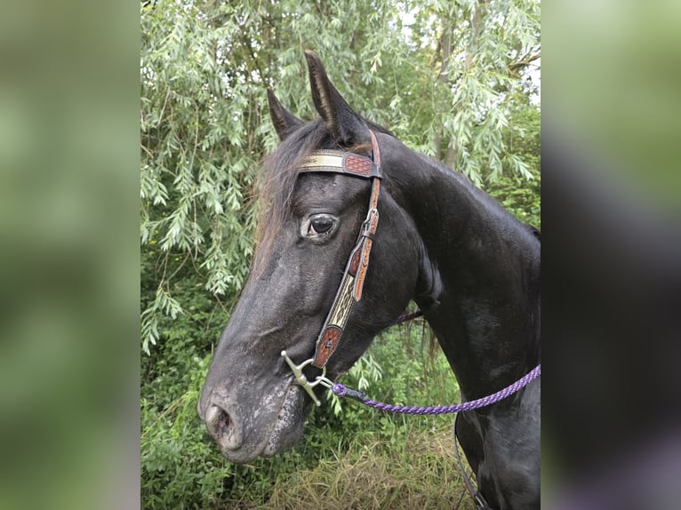 Otras razas Caballo castrado 3 años 156 cm Negro in Sankt Augustin
