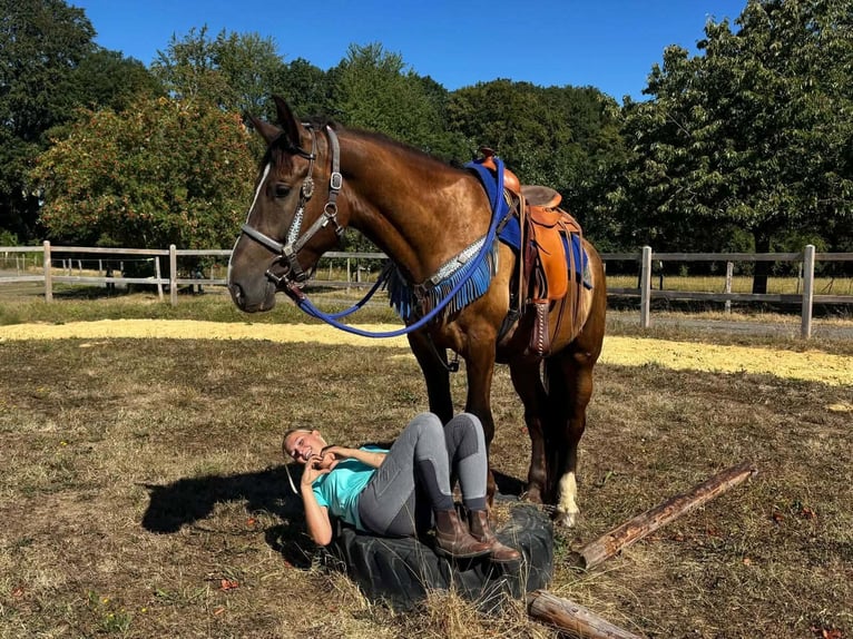Otras razas Mestizo Caballo castrado 3 años 157 cm Alazán-tostado in Linkenbach