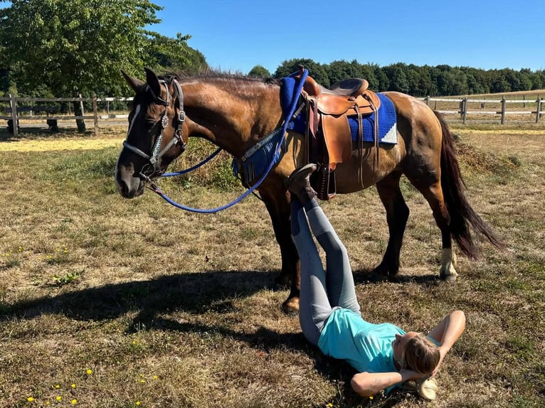 Otras razas Mestizo Caballo castrado 3 años 157 cm Alazán-tostado in Linkenbach