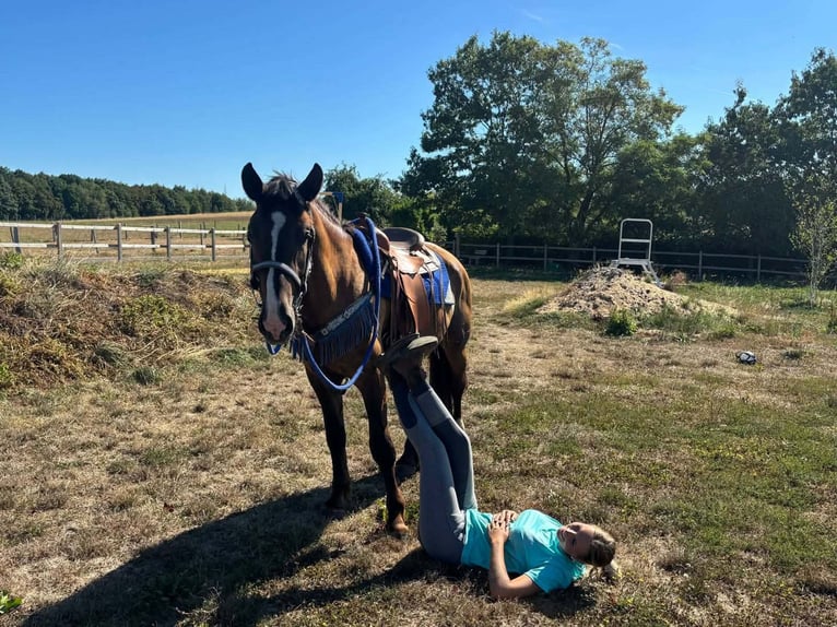 Otras razas Mestizo Caballo castrado 3 años 157 cm Alazán-tostado in Linkenbach