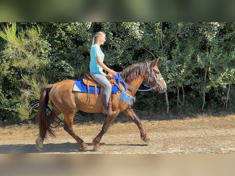 Otras razas Mestizo Caballo castrado 3 años 157 cm Alazán-tostado in Linkenbach