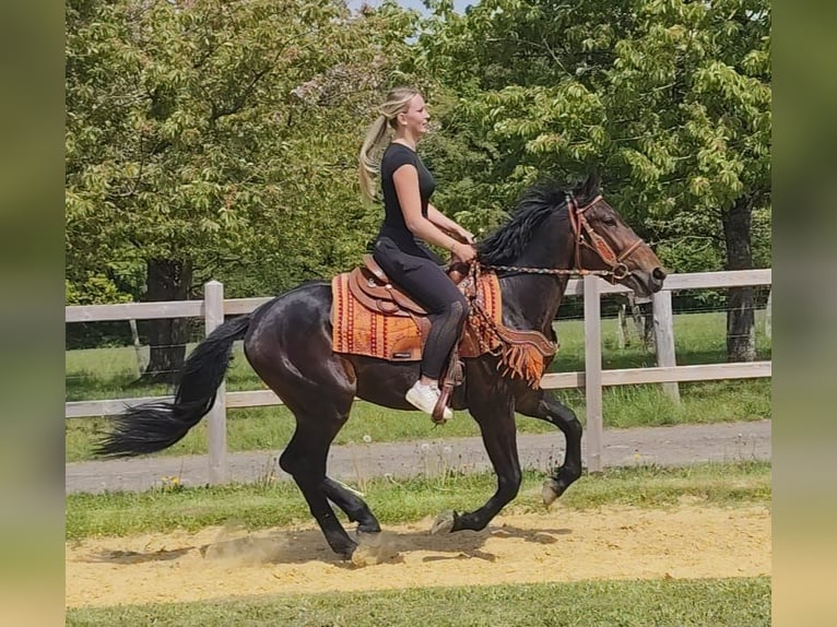 Otras razas Caballo castrado 3 años 157 cm  in Linkenbach