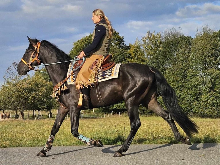 Otras razas Caballo castrado 3 años 157 cm Negro in Linkenbach