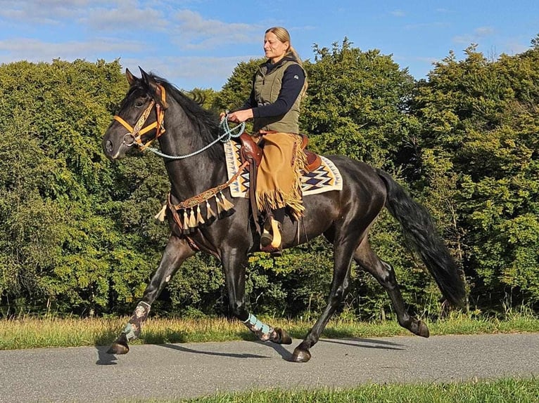 Otras razas Caballo castrado 3 años 157 cm Negro in Linkenbach