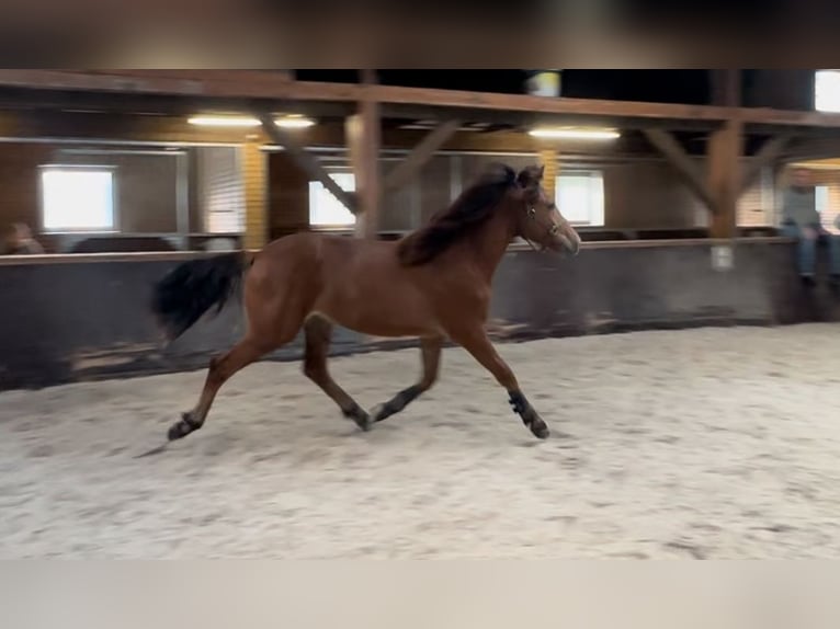 Otras razas Caballo castrado 3 años 159 cm Castaño oscuro in Enschede