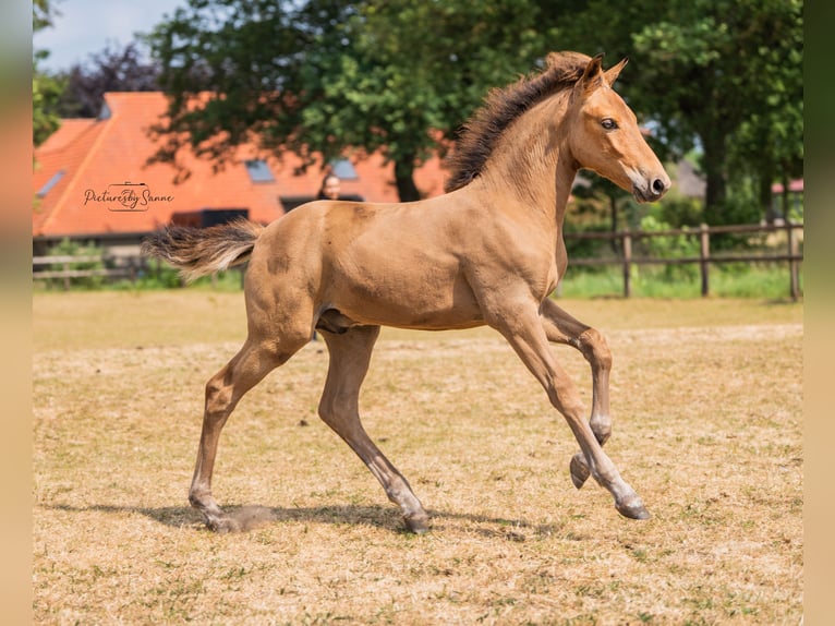 Otras razas Caballo castrado 3 años 159 cm Castaño oscuro in Enschede