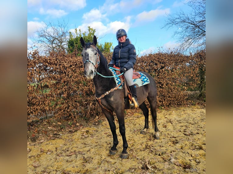 Otras razas Caballo castrado 3 años 160 cm Tordo rodado in Linkenbach
