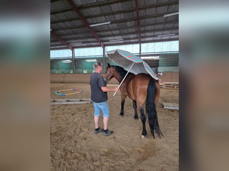 Otras razas Caballo castrado 3 años 161 cm Castaño oscuro in Sankt Augustin