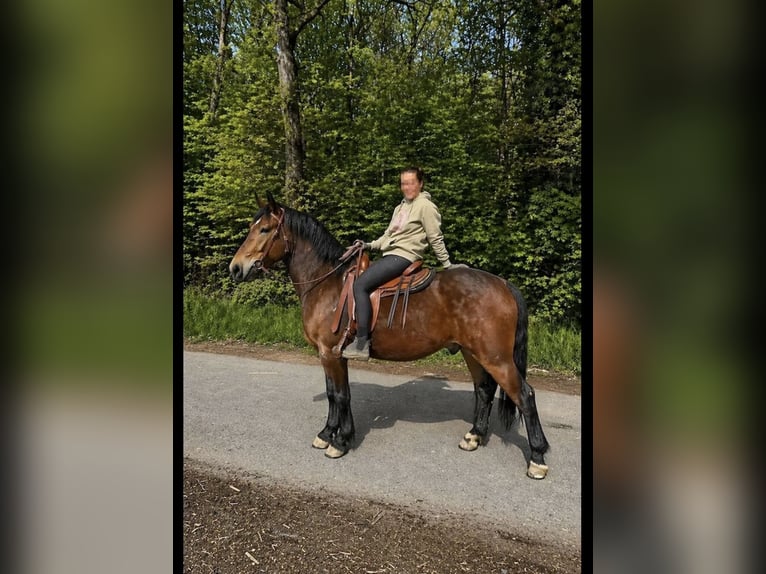 Otras razas Caballo castrado 3 años 161 cm Castaño oscuro in Sankt Augustin