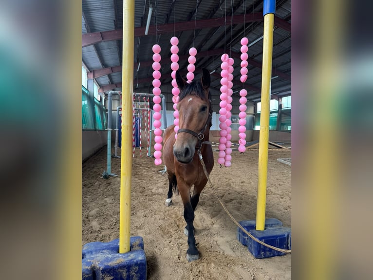 Otras razas Caballo castrado 3 años 161 cm Castaño oscuro in Sankt Augustin