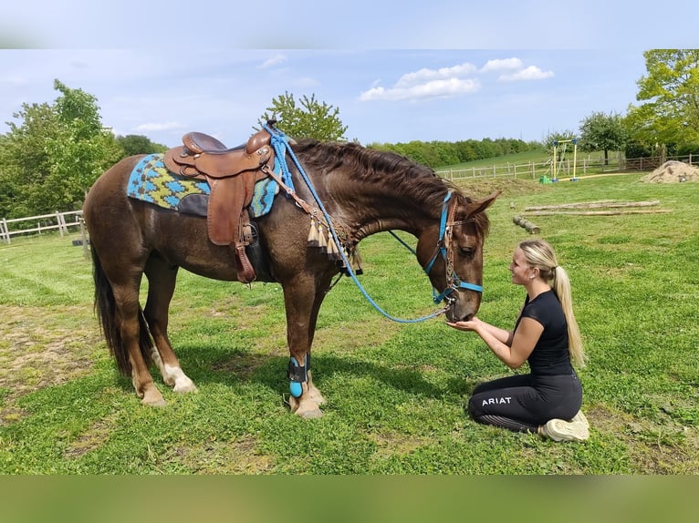 Otras razas Caballo castrado 3 años 162 cm Alazán-tostado in Linkenbach
