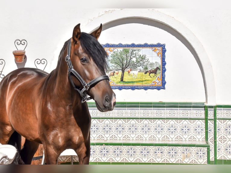 Otras razas Caballo castrado 3 años 162 cm Castaño in Griñon