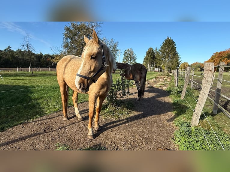 Otras razas Caballo castrado 3 años 163 cm Palomino in Soltau