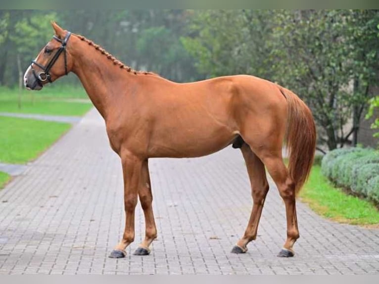 Otras razas Caballo castrado 3 años 164 cm in Zele