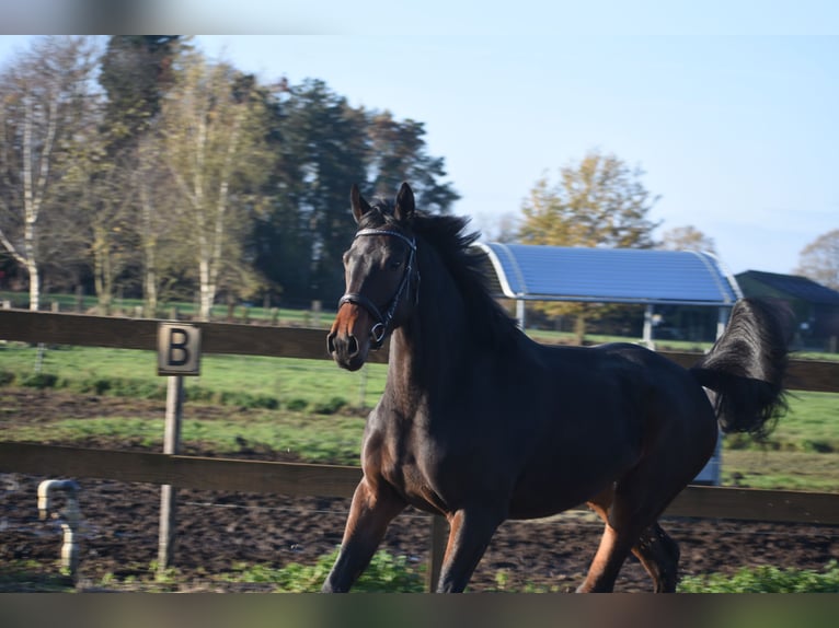 Otras razas Caballo castrado 3 años 165 cm Castaño oscuro in Achtmaal