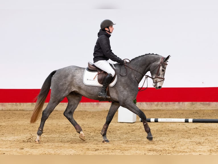 Otras razas Caballo castrado 3 años 165 cm Tordo in Waddinxveen