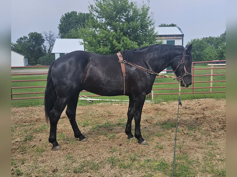 Otras razas Mestizo Caballo castrado 3 años 173 cm Negro in Isanti, Minnesota