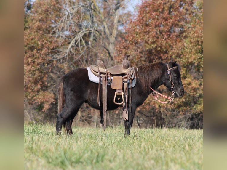 Otras razas Caballo castrado 4 años 102 cm Negro in Brownstown