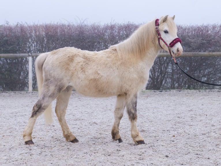 Otras razas Caballo castrado 4 años 112 cm Tordo in Neustadt (Wied)