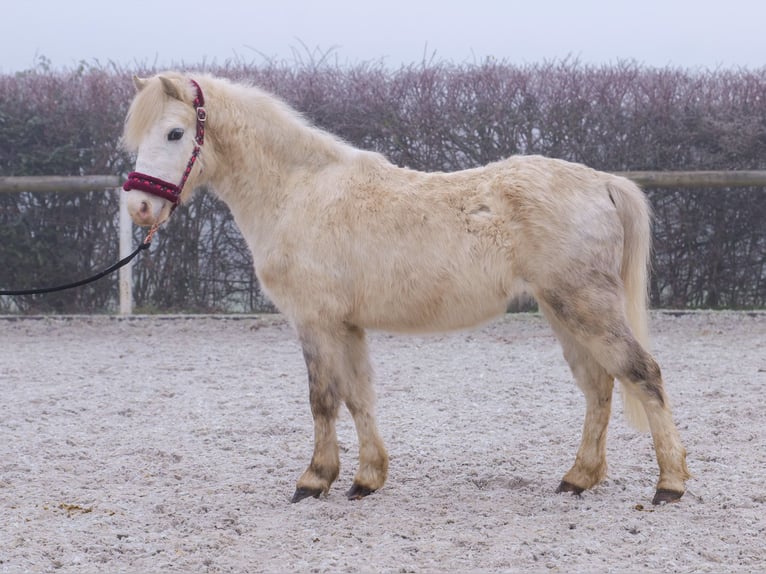 Otras razas Caballo castrado 4 años 112 cm Tordo in Neustadt (Wied)