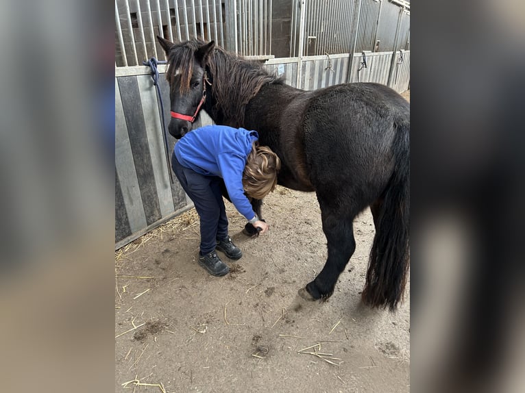 Otras razas Mestizo Caballo castrado 4 años 114 cm Negro in Zarlardinge