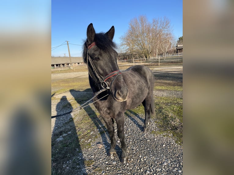 Otras razas Mestizo Caballo castrado 4 años 135 cm Bayo in Szarvaskend