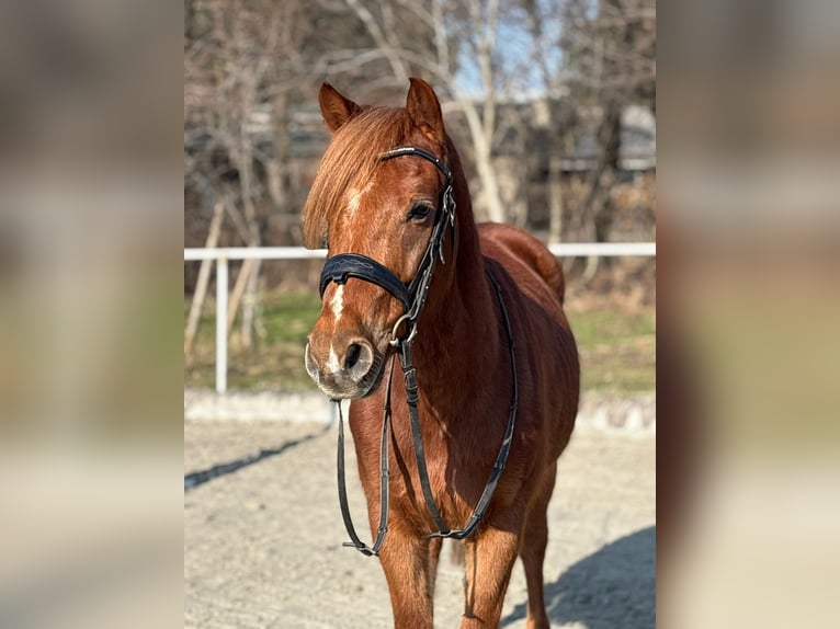 Otras razas Caballo castrado 4 años 140 cm Alazán-tostado in Bernolakovo