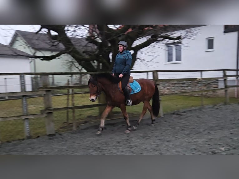 Otras razas Mestizo Caballo castrado 4 años 142 cm Castaño in Unterwart