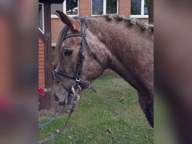 Otras razas Caballo castrado 4 años 143 cm Tordo ruano in Hopsten