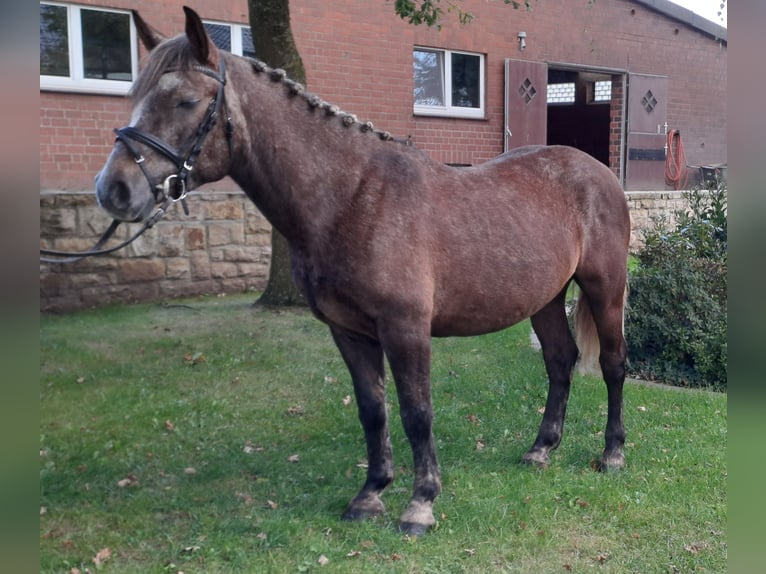 Otras razas Caballo castrado 4 años 143 cm Tordo ruano in Hopsten