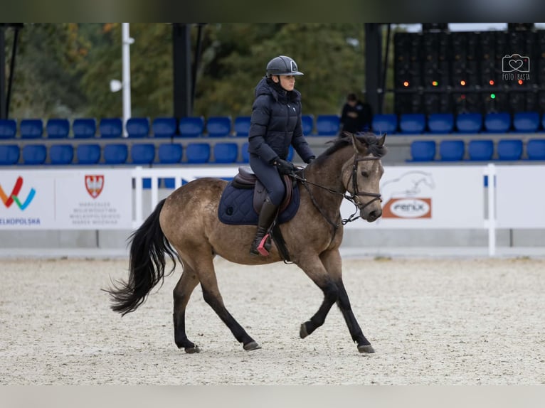 Otras razas Caballo castrado 4 años 145 cm Buckskin/Bayo in Rokitki