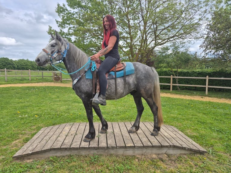 Otras razas Caballo castrado 4 años 145 cm Tordo rodado in Linkenbach