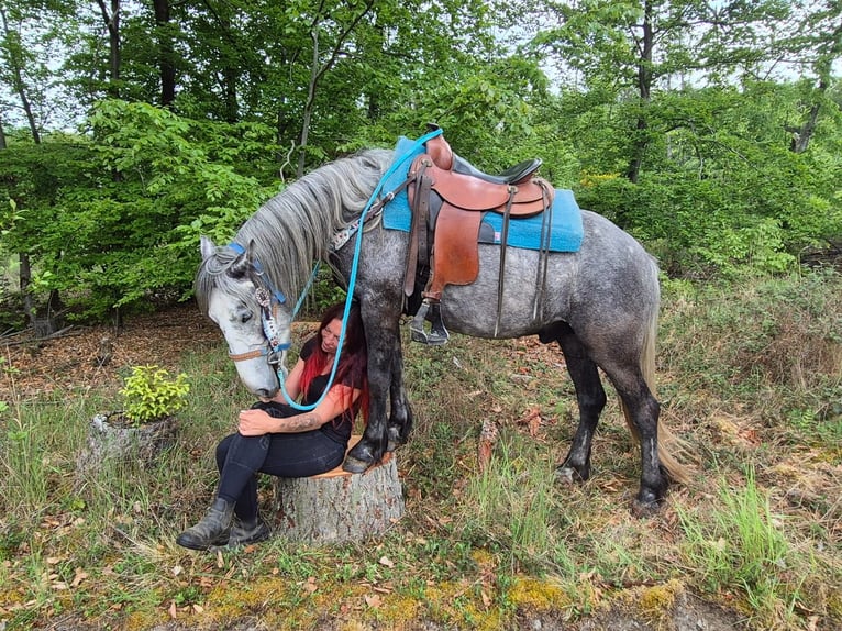 Otras razas Caballo castrado 4 años 145 cm Tordo rodado in Linkenbach