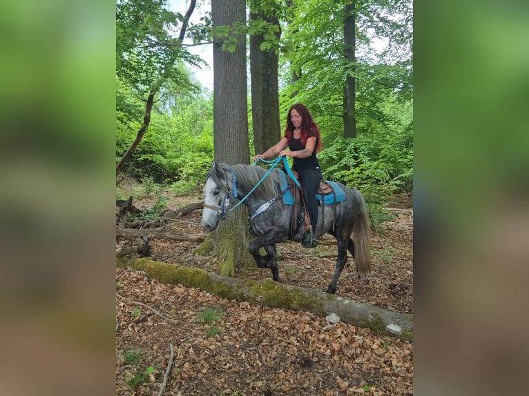 Otras razas Caballo castrado 4 años 145 cm Tordo rodado in Linkenbach