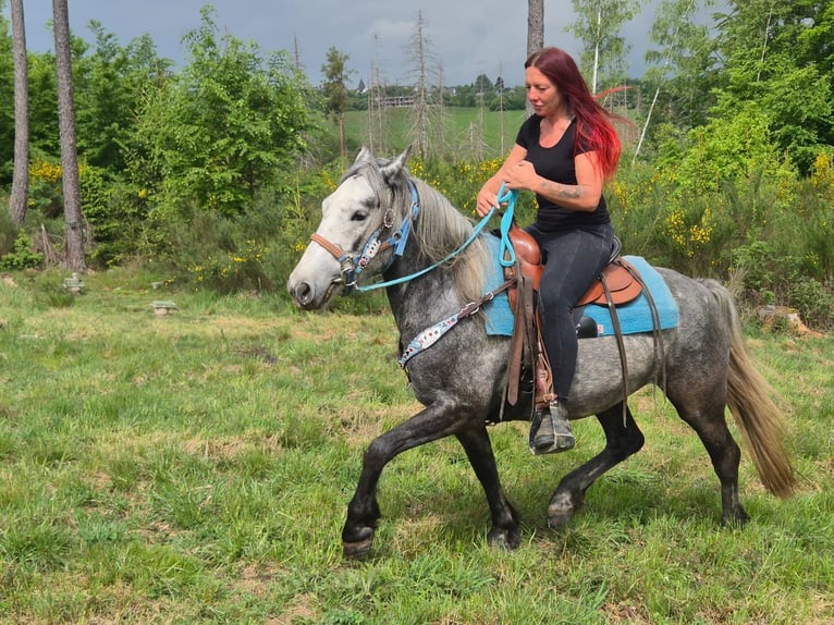 Otras razas Caballo castrado 4 años 145 cm Tordo rodado in Linkenbach