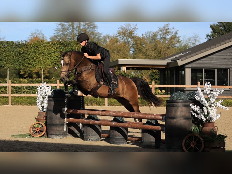 Otras razas Caballo castrado 4 años 147 cm  in Oost West en Middelbeers