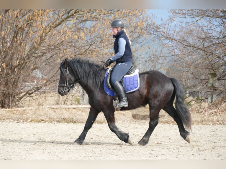 Otras razas Caballo castrado 4 años 148 cm Negro in Ramsau am Dachstein