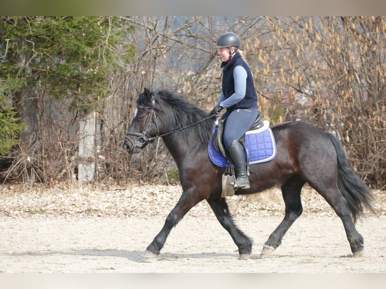 Otras razas Caballo castrado 4 años 148 cm Negro in Ramsau am Dachstein