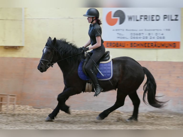 Otras razas Caballo castrado 4 años 148 cm Negro in Ramsau am Dachstein