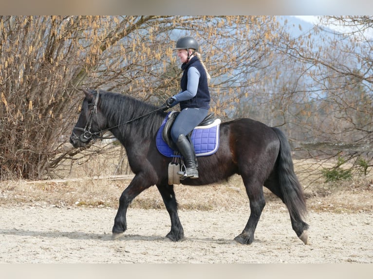 Otras razas Caballo castrado 4 años 148 cm Negro in Ramsau am Dachstein