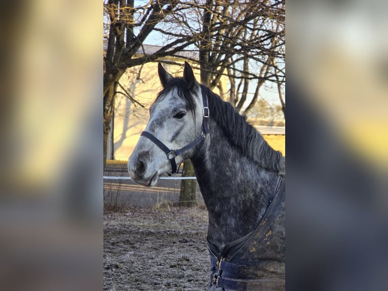 Otras razas Caballo castrado 4 años 148 cm Tordo in Schwäbisch Gmünd