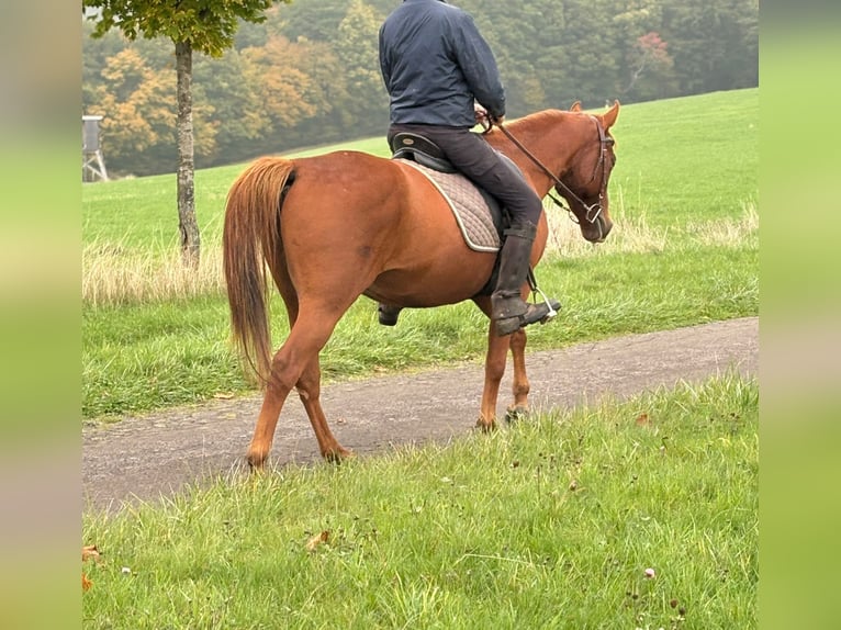 Otras razas Caballo castrado 4 años 150 cm Alazán in N&#xFC;rburg
