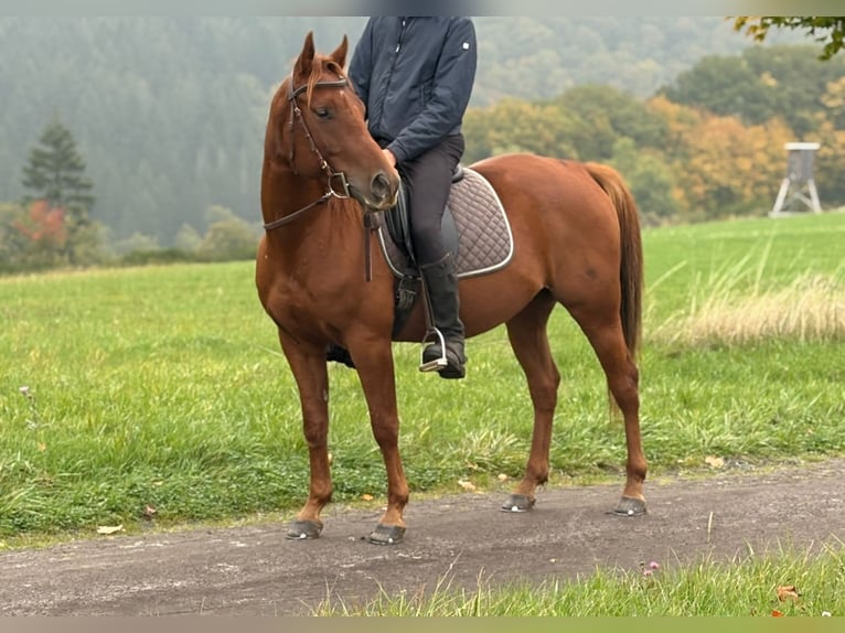 Otras razas Caballo castrado 4 años 150 cm Alazán in N&#xFC;rburg