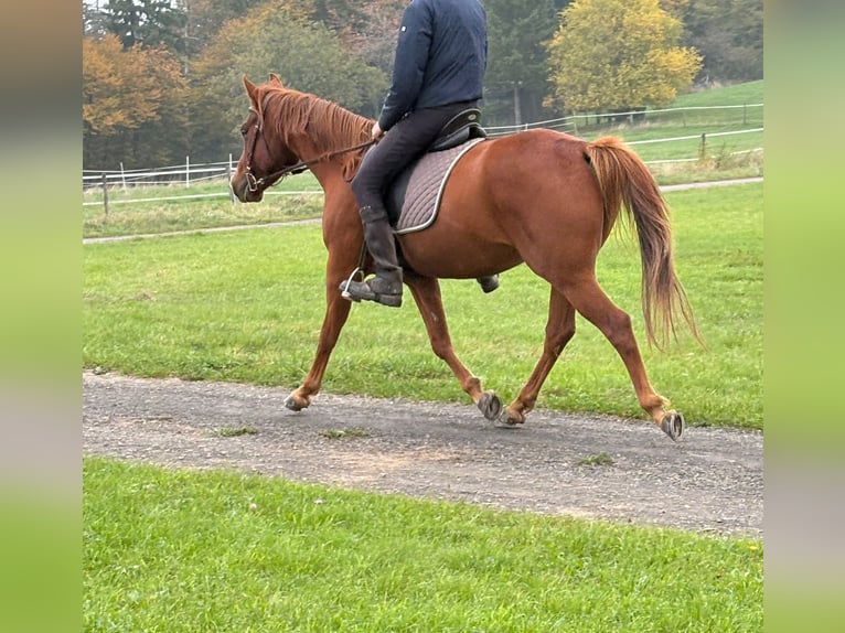 Otras razas Caballo castrado 4 años 150 cm Alazán in N&#xFC;rburg