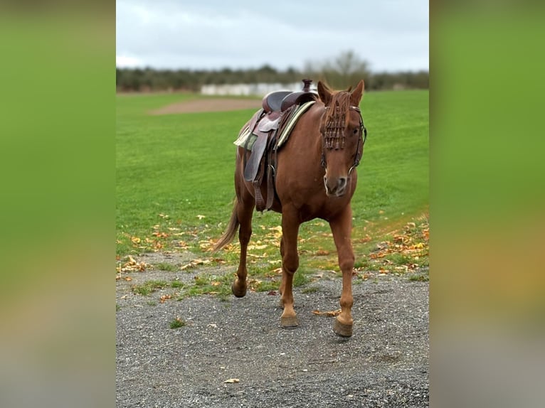 Otras razas Caballo castrado 4 años 150 cm Alazán in N&#xFC;rburg