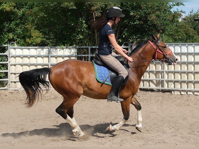 Otras razas Caballo castrado 4 años 150 cm Castaño claro in Buttstädt